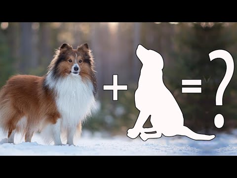 วีดีโอ: พบกับ Obie, สุนัขพันธุ์ดัชชุนนอ้วนที่สูญเสียน้ำหนักมากกว่า 50%