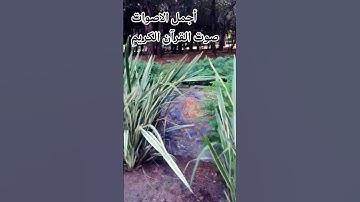 سوره المائده #المصحف #راحة_نفسية #تصويري#ترند #لايك #قرآن_كريم #اكسبلور قران كريم بصوت جميل