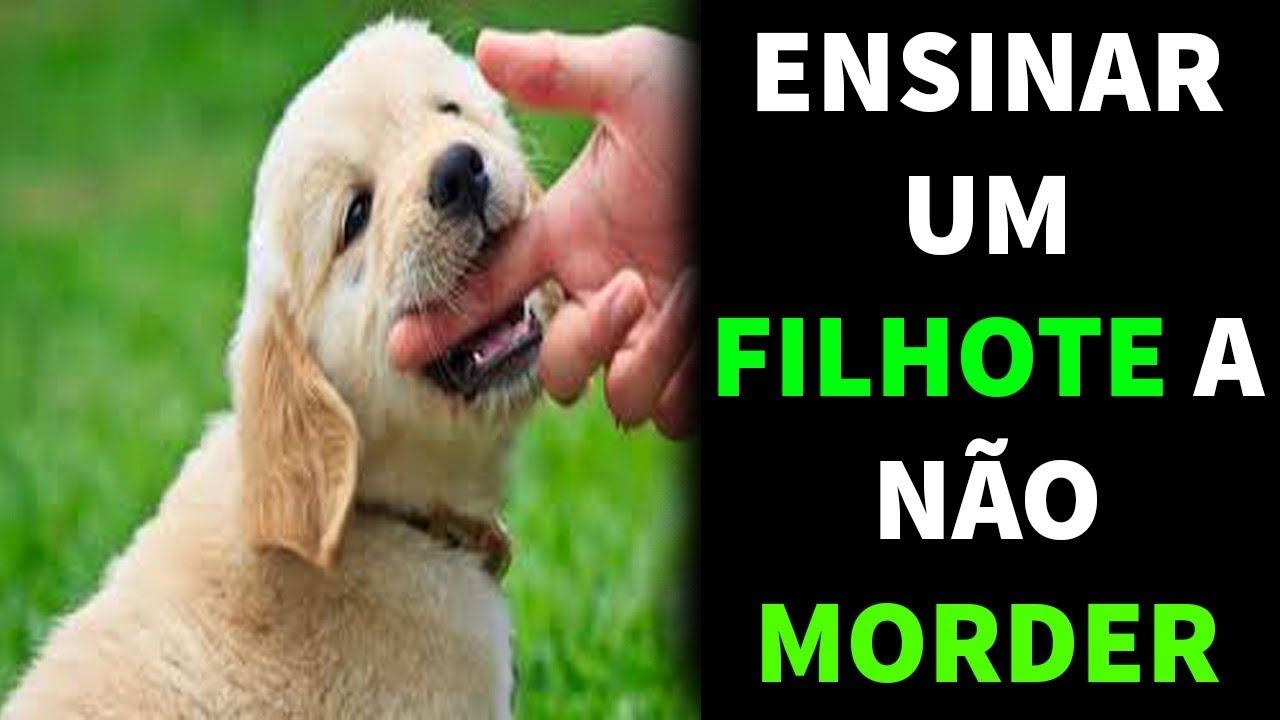 Como Treinar um Filhote Para Não Morder - COMO FAZER O CACHORRO PARAR ...