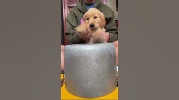 Thumbnail of Puppy Drum Roll! 🐾 🥁