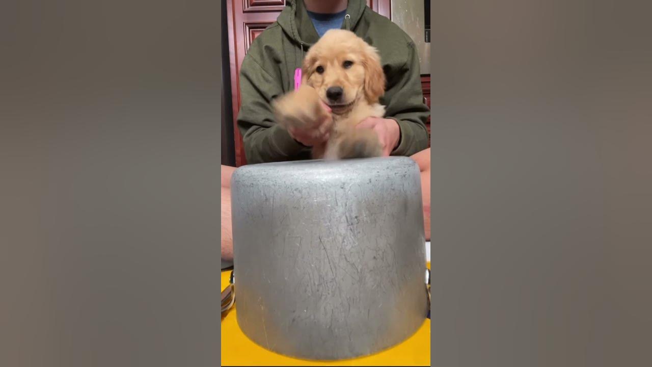 Puppy Drum Roll! 🐾 🥁