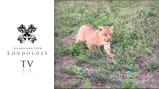 Ntsevu Cub Gets Carried  Londolozi TV