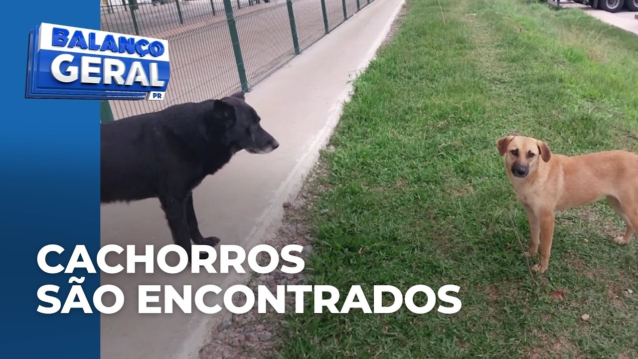 Cães que sumiram de centro de distribuição de e-commerce são encontrados; dois seguem desparecidos