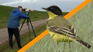 Searching for the RAREST BIRDS during spring MIGRATION