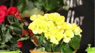 Cuidados de una Begonia - YouTube