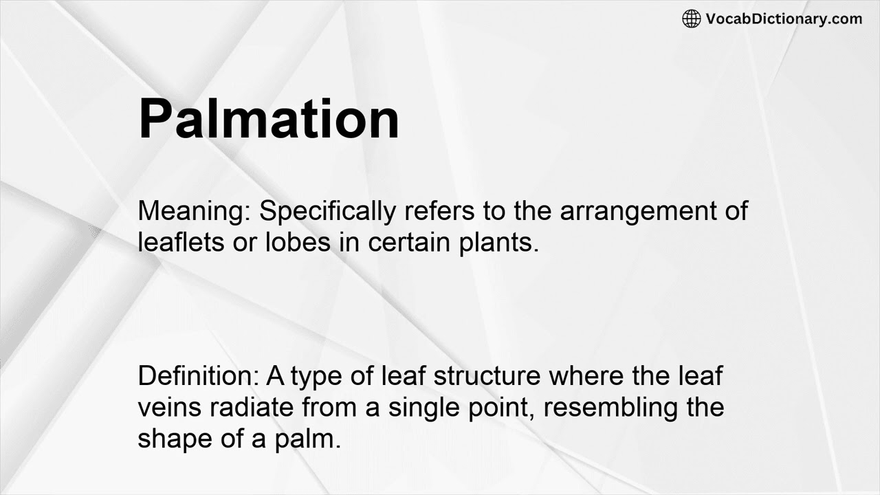 Palmation Meaning