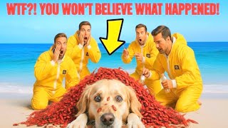 Dog Trapped In Swarn Of Red Insects Rescuers Race Against Time.