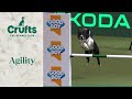 Agility - Championship Intermediate/ Large Part 2  Final (Agility) | ​Crufts 2024