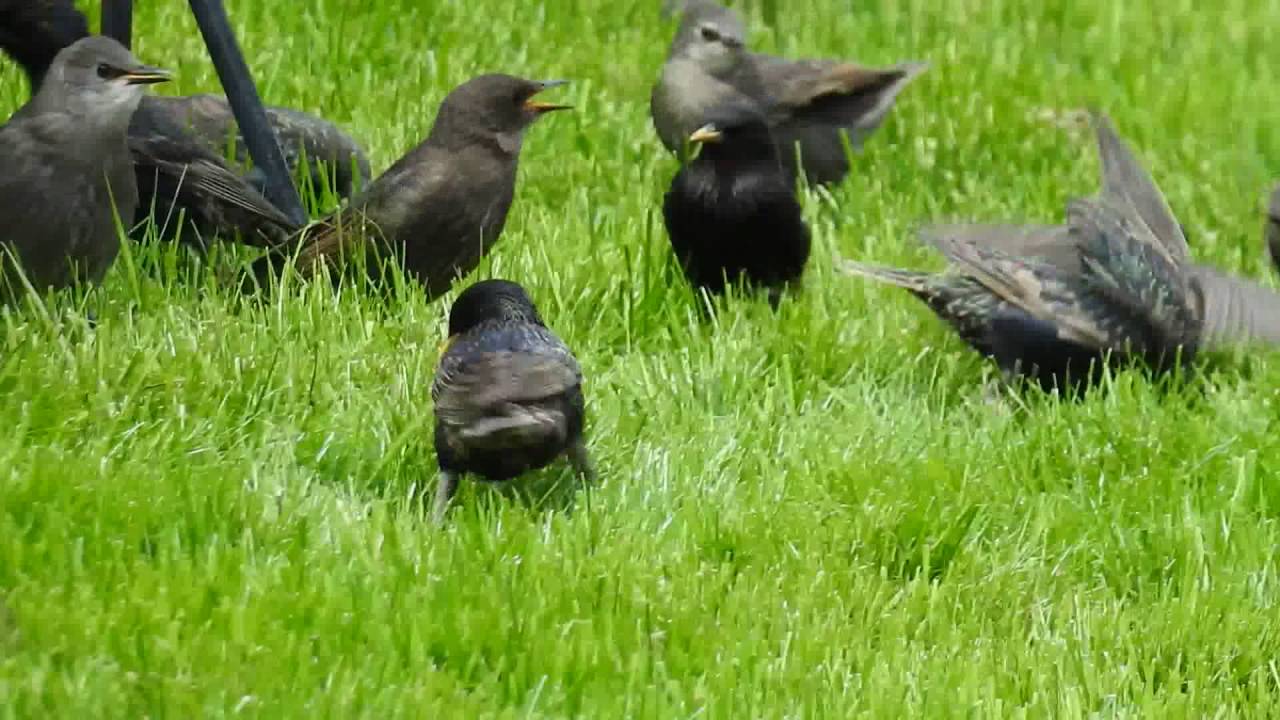 Young Common starling singing - Sturnus vulgaris