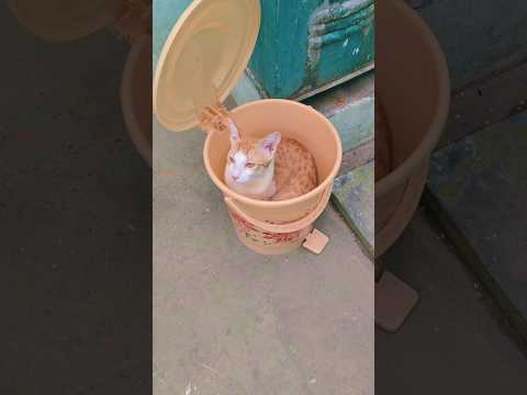 அழகு பொம்மை குட்டி 🥰#trending #shortvideo #shortsfeed
