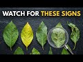 15 Signs of PEST INFESTATION You Can See on Your Plants Before It Spreads
