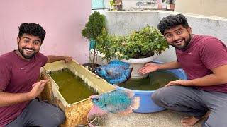 Big Surprise 😮 Gourami Fish Ne Bache De Diye 🥳