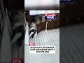 Invadiu a casa e deixou o prejuízo pro dono! 🚨😱