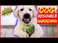 Stop Resource Guarding Now - End possessive aggression around food or toys!