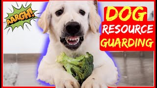 Stop Resource Guarding Now  End possessive aggression around food or toys!