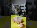 Смішний кіт 😼 Смішна озвучка 😂 Кіт із озвучкой