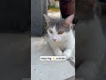 cat enjoying outdoors #cat #catlover
