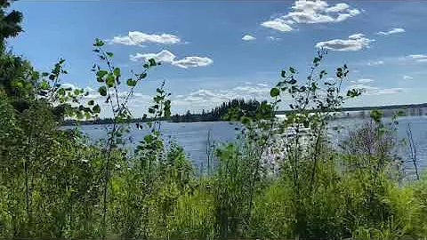 Elk Island Alberta Canada 😍 Bison close up