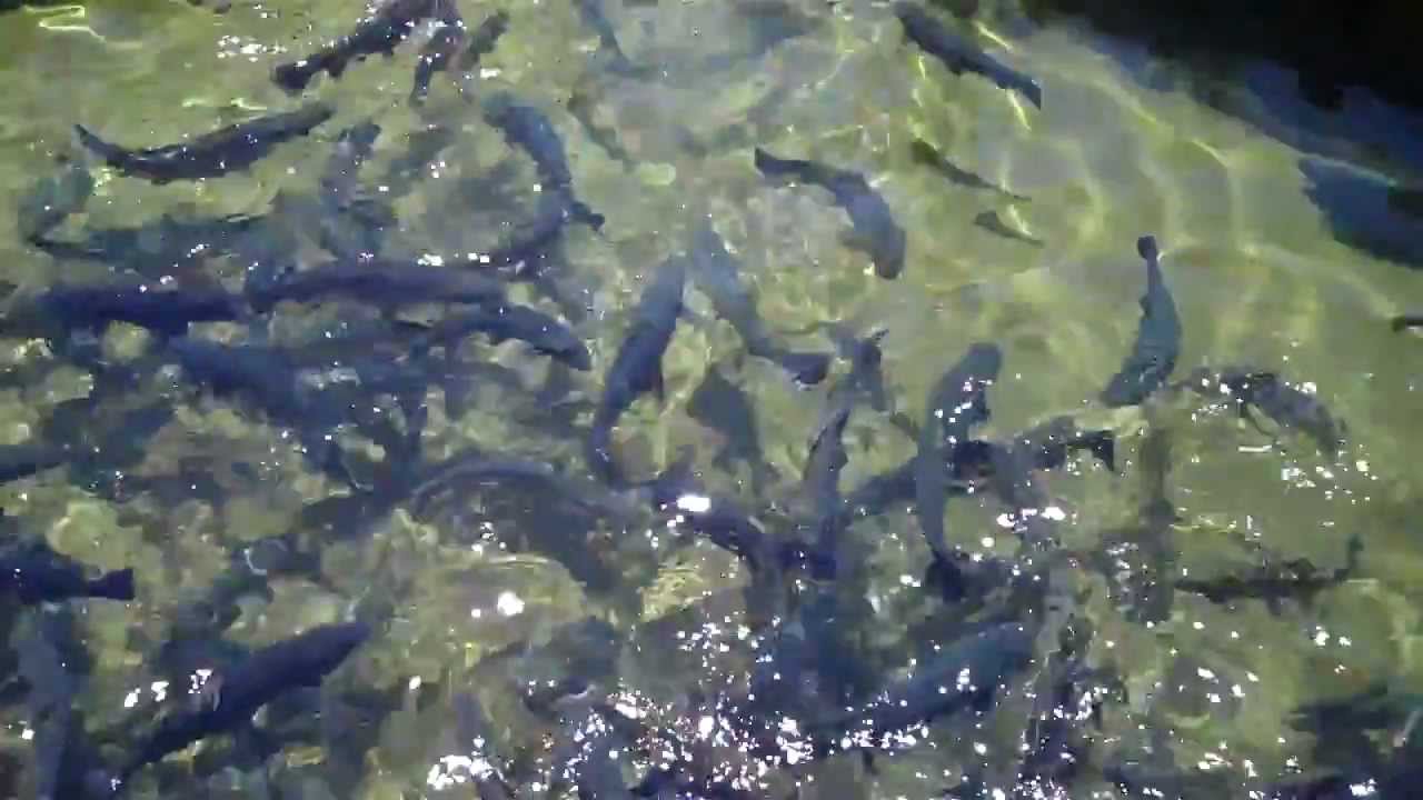 Fish hatchery Durango, Co YouTube
