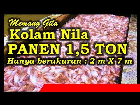 Video Kolam Nila Kecil 2m x 7m Panen 1,5 Ton | Ampun Nih... - youtube
