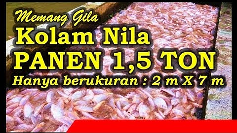 Kolam Nila Kecil 2m x 7m Panen 1,5 Ton | Ampun Nih Mang Ujang