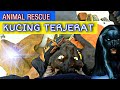 RESCUE : Kucing Terjerat Tali