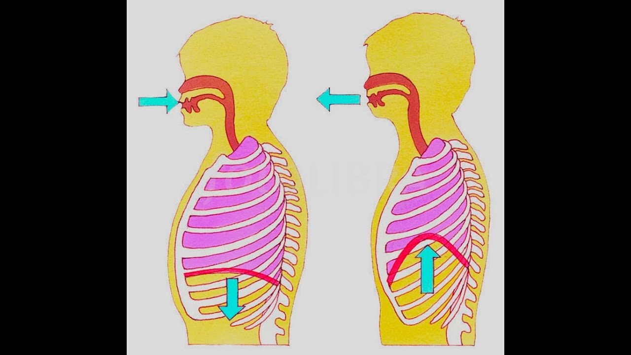 Пение диафрагмой. Диафрагма вдох и выдох. Вдох выдох анатомия. Механизм диафрагмального дыхания. Диафрагма механизм вдоха и выдоха.