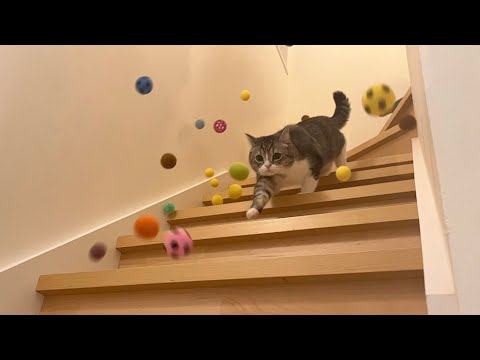 階段の上から大量にボールが降ってきた猫の反応が100点すぎましたw