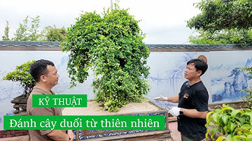 Nghệ nhân Dũng Coca chỉ cách khai thác duối từ tự nhiên về làm cảnh| Việt Nam hương sắc