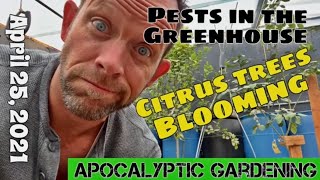 Bugs Attacking my Greenhouse! Citrus Trees Blooming in my Underground Garden - Walipini in Utah