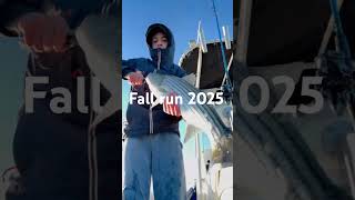 Fall run 2025 #fishing #fallfishing #stripedbassfishing