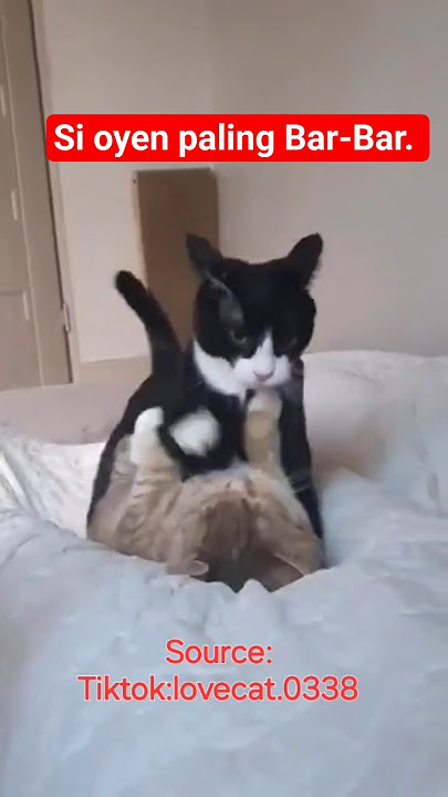 Aksi oyen sekali sentuh langsung knock down. #trending #viral #lucu #kucing #oyenbarbar #animals