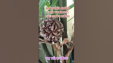 trái dừa nước chặt phơi khô trị bệnh tiểu đường