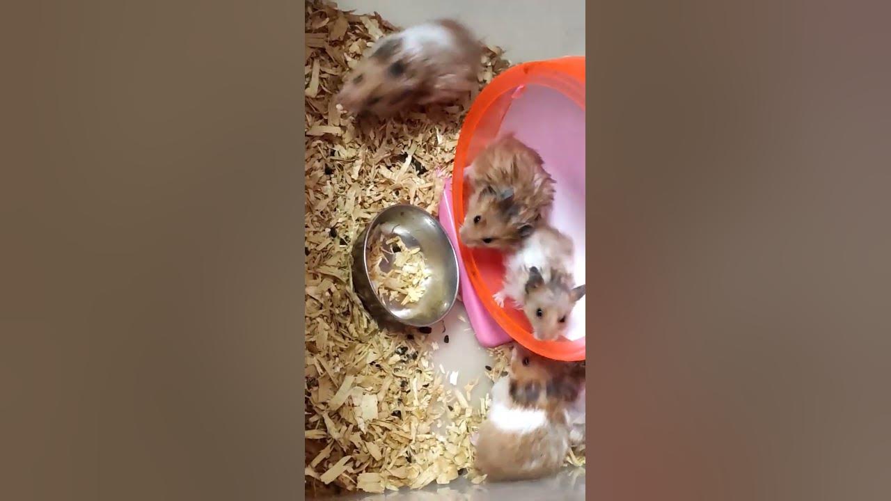 #cute#pets#lovesong #music #folksong #ramurathod