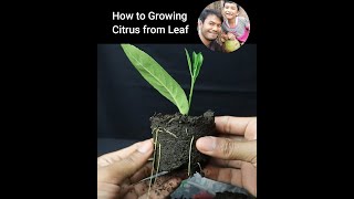 How to growing citrus from leaf