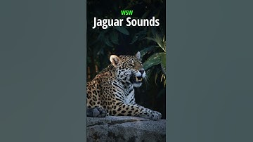 Jaguar Sounds 🐆 | Real Roars, Growls & Calls in the Wild