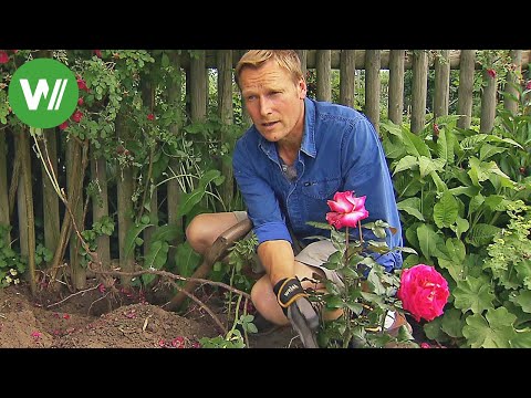 Video: Flamentanz - Kletterrose zur Landschaftsgest altung. Wie kann man diese Sorte in Ihrem Garten anbauen?