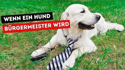 Was passiert wenn ein Hund eine Katze erwischt?