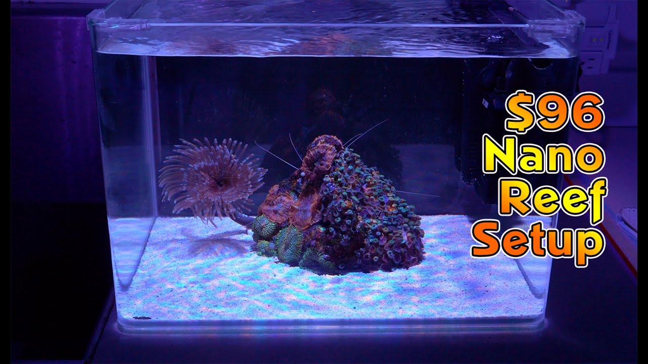 Bones Nano Reef Setup for only $96 - YouTube