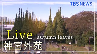 【LIVE】明治神宮外苑 いちょう並木 ライブカメラ / Jingu Gaien, Tokyo（2021年11月12日）