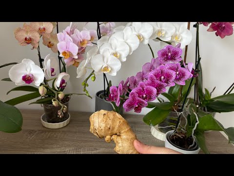 Vídeo: Les meves fulles d'orquídies són enganxoses: tractar una orquídia amb fulles enganxoses