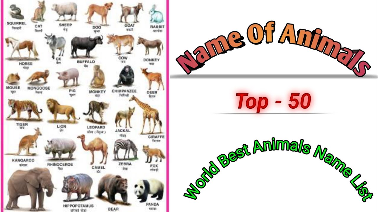 Name Of Animals Top 50 Animals Name Animals Name Wild Animals Our 