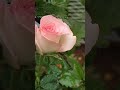 Shaded Rose Blooming #shorts #photography #nature #flowers #