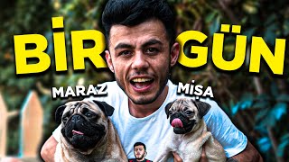 MARAZ VE MİŞA İLE BİR GÜN!! ( DÜNYANIN EN ÇILGIN KÖPEĞİ )