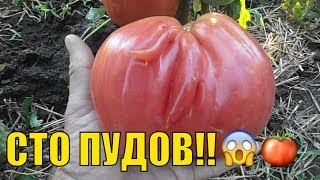 Урожайные крупноплодные томаты. Томат 