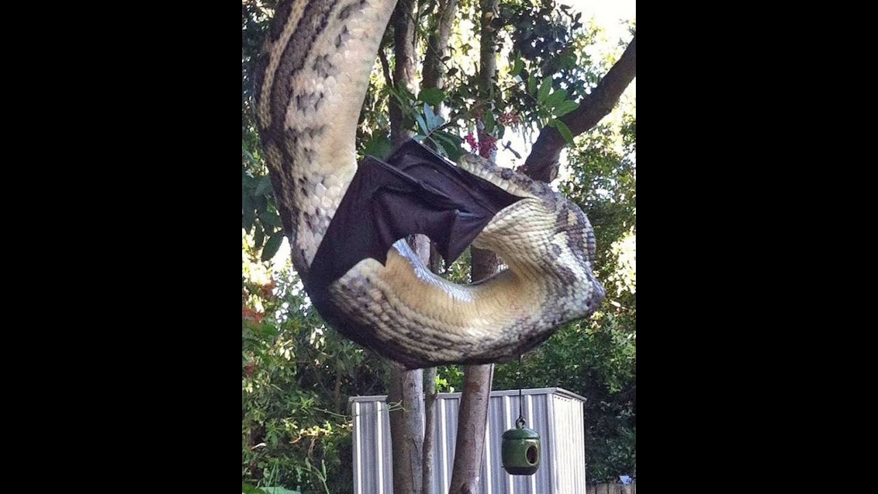 Cobra gigante é flagrada comendo maior morcego do mundo