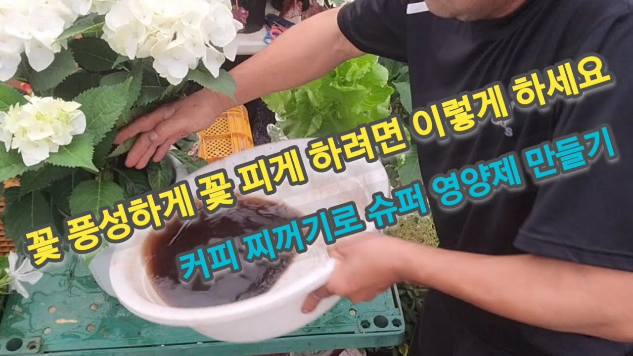 꽃, 화초, 채소, 풍성하게  키우려면 (커피 찌꺼기 공짜로 많이 얻어오세요!!)