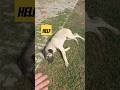 NE YAPMAM LAZIM  @köpek #bree #cow #cows #event #hayvancılık #holstein #simental #accom #animal