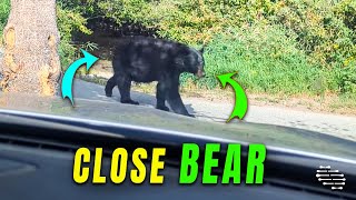 POV's Close Encounter with a Bear at Green Lake