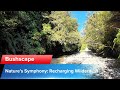 Journey Elsewhere - Nature's Symphony: A Recharging Walk in the Wilderness